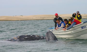 Gray Whales, Cowboys and Abandoned Mines