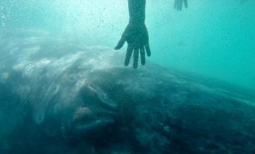 Gray Whales, Whale Sharks, Sea Turtles and Abandoned Mines