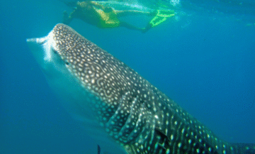 March Marine Biology Introductory Course – Part 2
