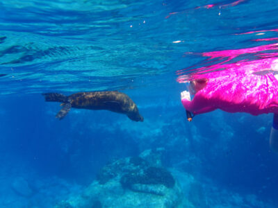 Snorkel with Whale Sharks and Sea Lions