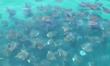 May Marine Biology Introductory Course – Part 3