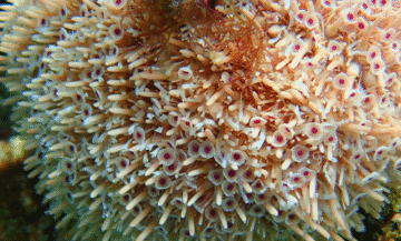 July Marine Biology Introductory Course – Part 4