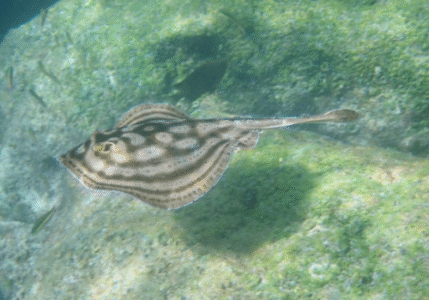 Cabo Pulmo Marine Park Snorkel Adventure