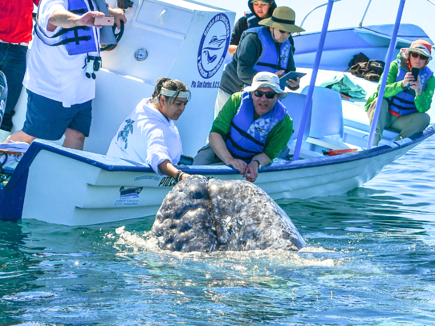 Gray Whales of Magdalena Bay