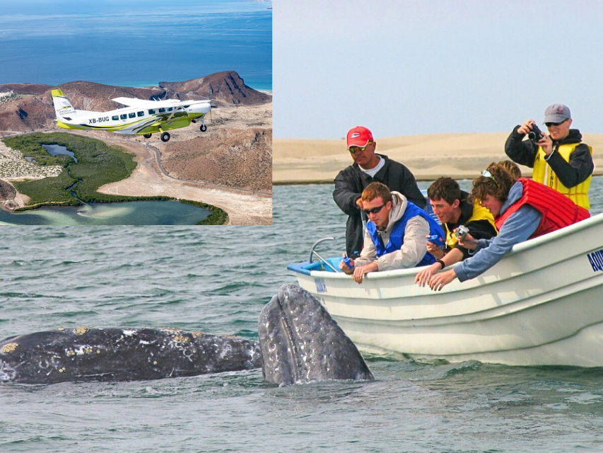 Soar the Skies Meet the Whales